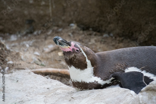Close up of a Humboldt Penguin