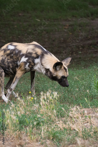 Close up of a African Wild Dog