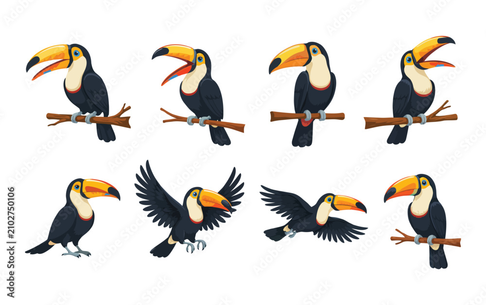 Fototapeta premium Toucan illustrations in various poses vector graphics on a white background toucans ramphastos bird birds