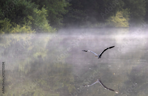 фотографія Herron Flying over the River Dee on a misty morning.