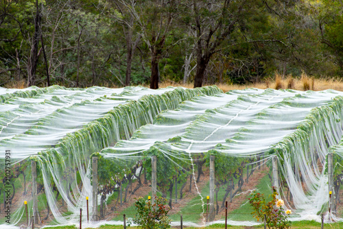 Foto Pinot Noir Vineyard in Tamar Valley - Tasmania