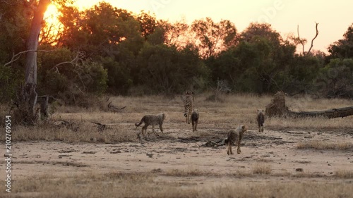  Four cheetah cubs are following their mother.