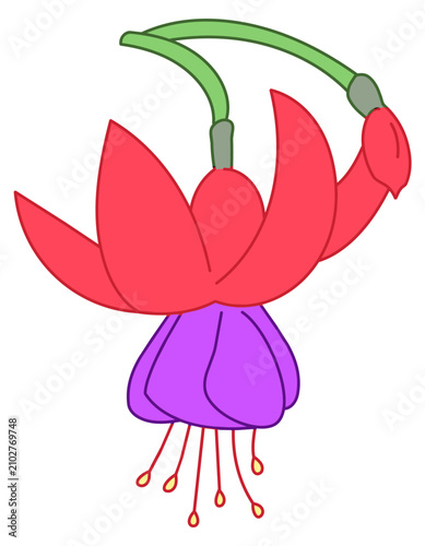 Cartoon vector illustration of fuchsia flowers with a vibrant hanging blossom design.