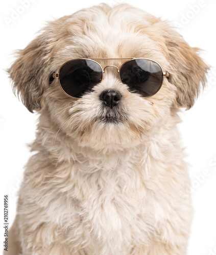 Adorable baby Shih Tzu dog wearing sunglasses stands looking forward transparent background