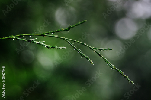 Nature scene closeup background cedar branch with bokeh