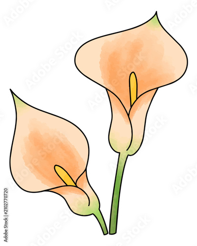 Cartoon vector illustration of calla lily flowers with an elegant botanical theme.