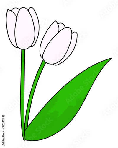 Cartoon vector illustration of two tulip flowers with leaves in a simple floral style.
