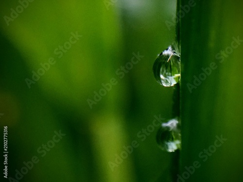 фотографія Close-up of dew on leaf tips against a dark, blurred background; nature wallpaper evoking clarity, purity, serenity, freshness, and new beginnings
