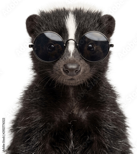Adorable baby Skunk wearing sunglasses stands looking forward transparent background