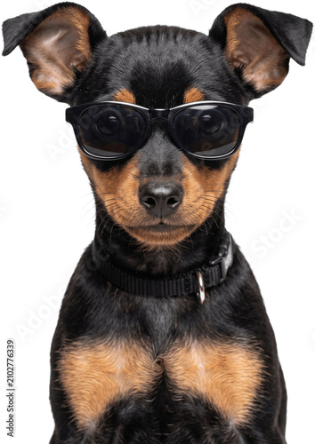Adorable baby Miniature Pinscher Dog wearing sunglasses stands looking forward transparent background