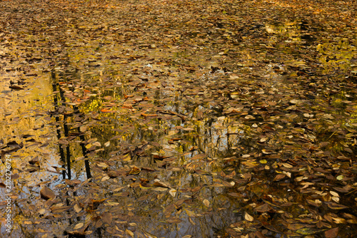 autumn leaves on the ground