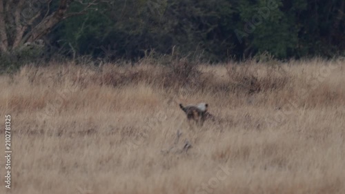a cheetah cub attempting to hunt a helmeted guineafowl