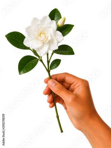 Hand holding a white garden rose with green leaves. Elegant floral bouquet stem for wedding or romantic event decoration.