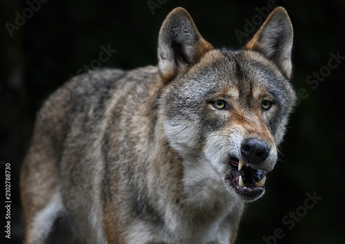 Foto A close up of a snarling grey Wolf