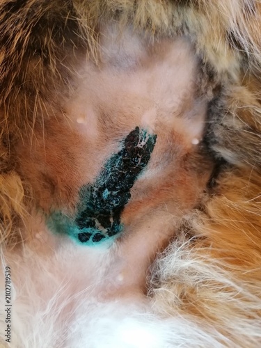 Bild auf Leinwand a close up shot of a domestic cat abdomen after a successful spay and neuter ste