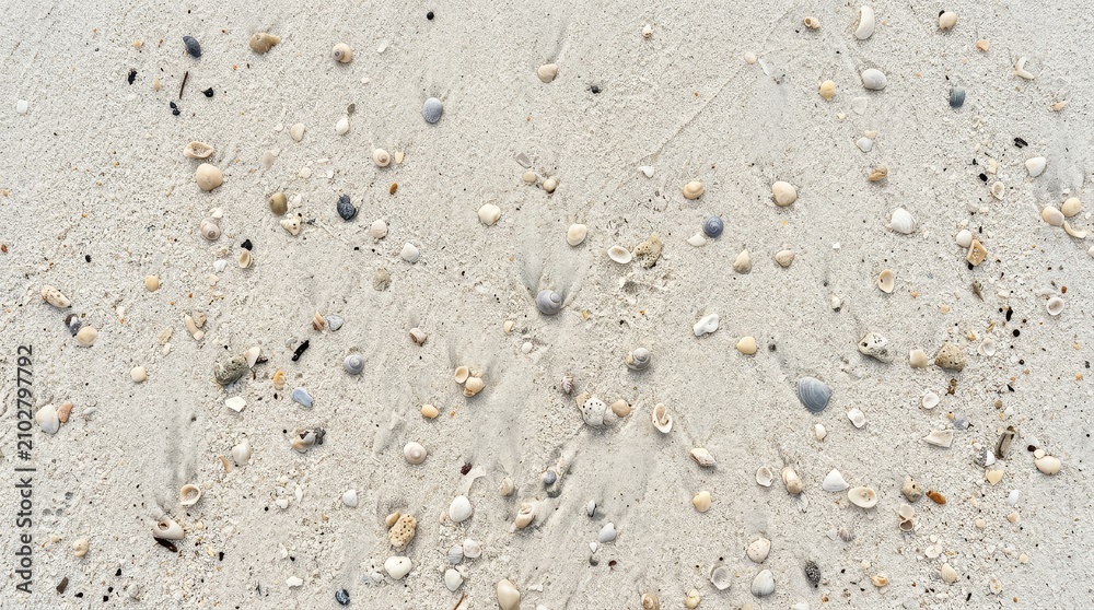 Fototapeta premium Close up of sand with scattered seashells and pebbles