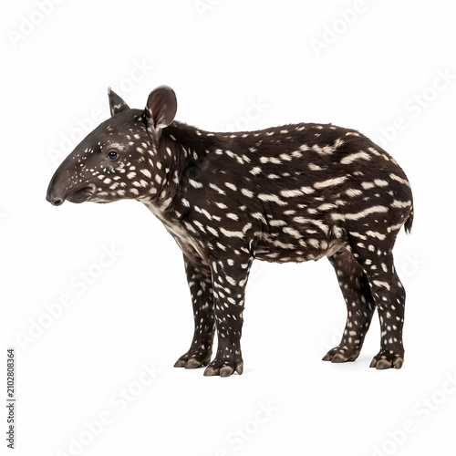Young South American Tapir Standing Tall and Proud Showing Unique Spotted Patterns on Its Dark Fur Coat Representing Rare Wildlife Species Found Living Throughout the Dense Tropical Rainforest