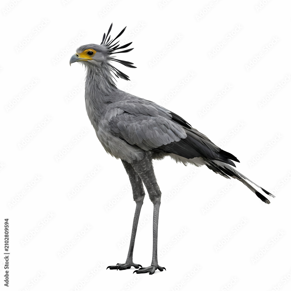 Fototapeta premium A majestic secretary bird stands tall showcasing its distinct crest and long legs characteristic of this predatory hunter roaming the savanna grasslands in search of small prey during the hot