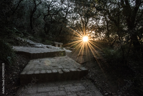 serene sunburst through forest trees at ground level 