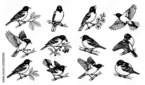Hand Drawn Baltimore Oriole Bird Vector Illustration Set with Vintage Engraving Style