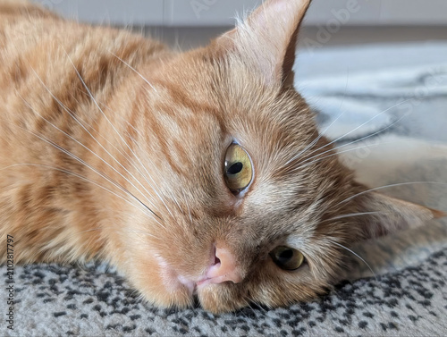 Close-up of a cat's face. Funny ginger cat.