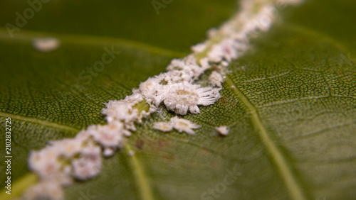 Protected by a white waxy coating, Paracoccus marginatus infests the underside of a jackfruit leaf while feeding on plant sap, gradually weakening foliage and increasing the risk of agricultural losse
