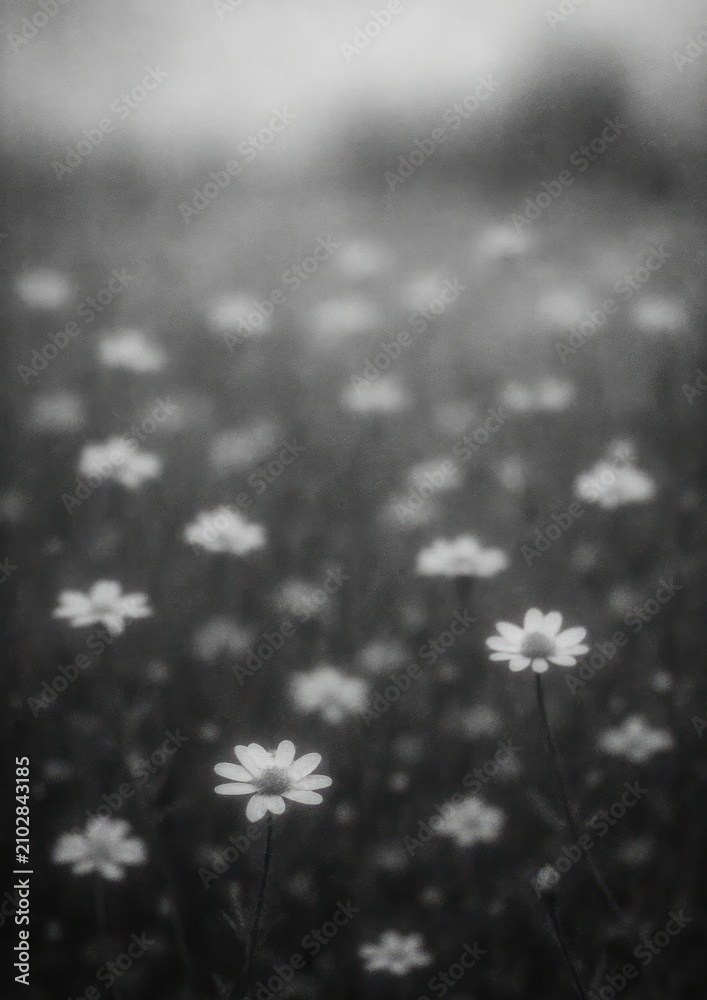 Obraz premium Serene monochrome daisy field wallpaper.