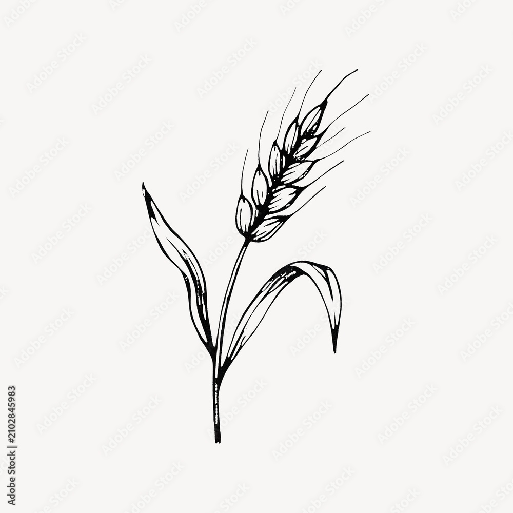 Obraz premium Elegant wheat sketch illustration.