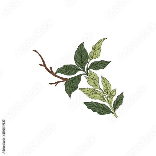 Coffee Plant Branch with Green Leaves Botanical Illustration