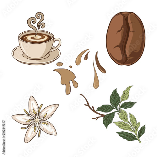 Coffee Elements Collection Set with Cup Bean Branch Flower and Splash