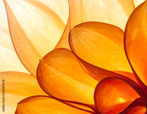 Overlapping Teardrop Petals with Pointed Tips, Amber Orange Translucent Botanical Macro