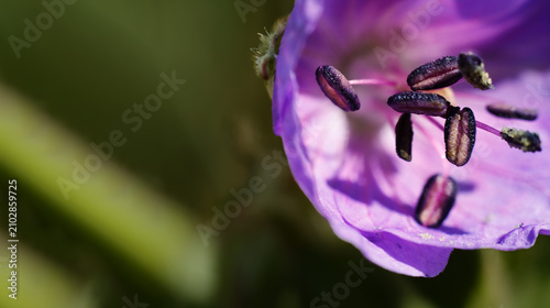 Canvastavla Macro view of purple flower stamens and pollen grains with botanical, close