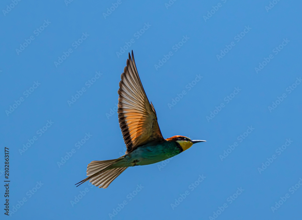 Fototapeta premium European bee-eater, bird, nature, animal, wildlife, blue, bee, bee-eater, colorful, green, branch, birds, beautiful, colourful, 