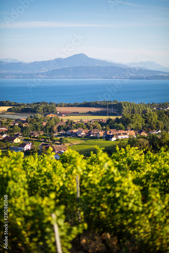 Vue du lac Léman depuis des vignes de La Côte en photo verticale