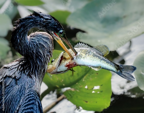 Anhinga Devil Bird Darter Water Turkey with a Fresh Fish Catch in the Florida Everglades 