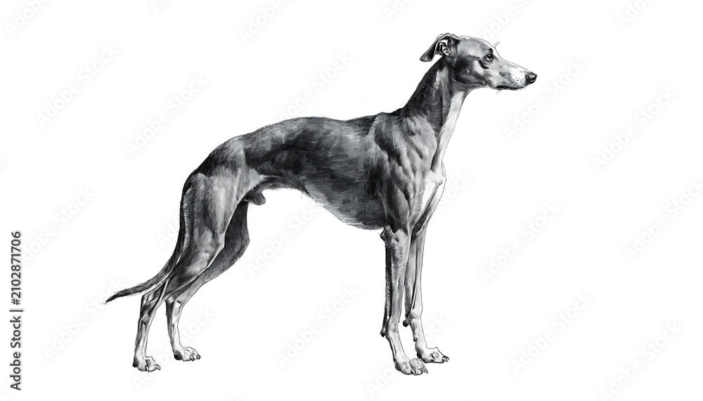 Fototapeta premium Greyhound dog standing in profile view