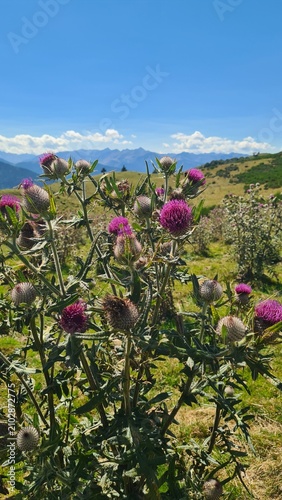 Картината върху платно Un magnifique chardon en fleur dans les estives près du col de Pradel (Pyrénées