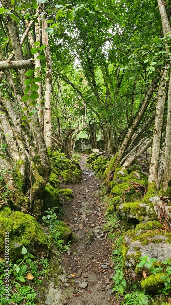 Obraz premium Un magnifique sentier de randonnée perdu dans la végétation quelque part dans une vallée d'altitude du parc naturel régional des Pyrénées ariégeoises (vallon d'Ossèse)