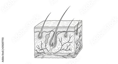 A black and white line drawing illustrates a section of human skin. The image depicts the epidermis, dermis, and hypodermis layers.