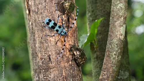 樹液を吸うカナブンに怒るルリボシカミキリ