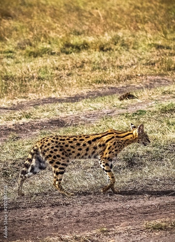 Photography Serval wild cat hunting walking through dry savannah