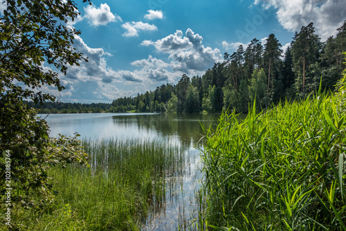 Bild auf Leinwand Summer Midday at Forest Lake Shore with Reed Grass, Central Russia