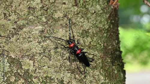 サクラの木で交尾するクビアカツヤカミキリのペア