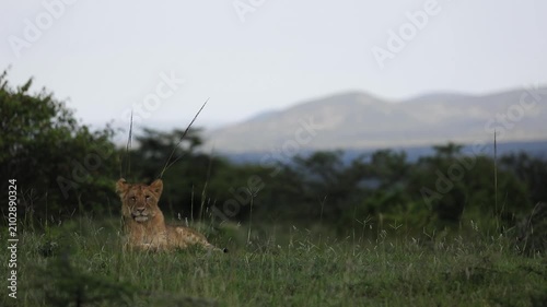  Relaxed lion cub with landscape in Mara Naboisho Masai Mara conservancy safari wildlife kenya
