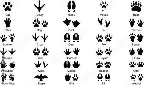 Photography Animal Footprints and Bird Track Silhouette Vector Set Featuring Paw Prints and