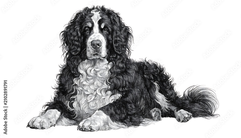 Obraz premium Black and white resting spaniel dog with curly fur