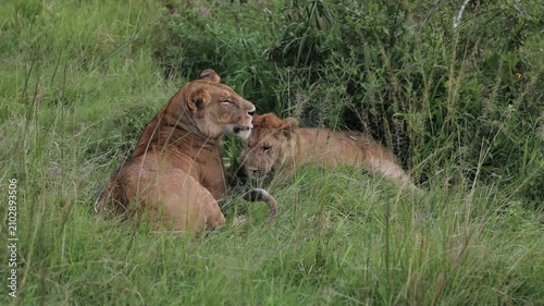 Sub-adult cubs playing together in the Masai Mara naboisho conservancy safari wildlife kenya
