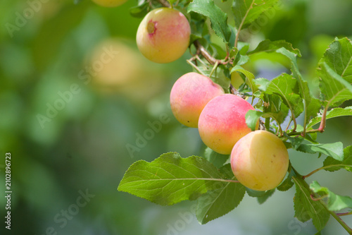 Canvas Print Wild cherry plum on a tree in the mountains of Aragon
