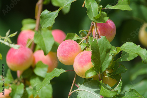 Foto Wild cherry plum on a tree in the mountains of Aragon