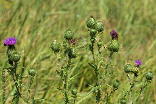Photography Wild thistles in green field